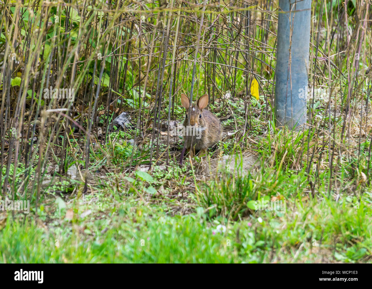 Un lapin marron avec les oreilles jusqu'à l'Arboretum de Seattle. Banque D'Images