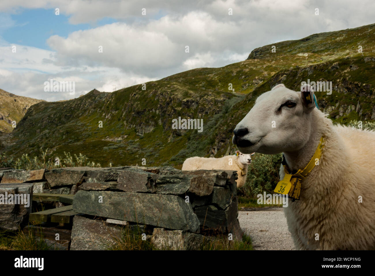Moutons dans le parc national de Jotunheimen, Norvège Scandinavie Banque D'Images
