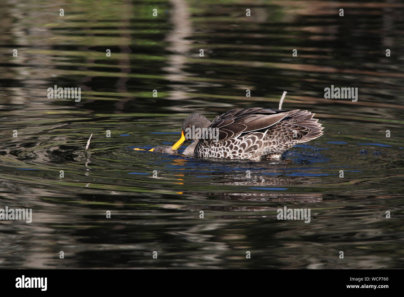 Deux canards à bec jaune (Anas undulata) soutenant sur un barrage à l'atterrissage de natures, Eastern Cape, Afrique du Sud Banque D'Images