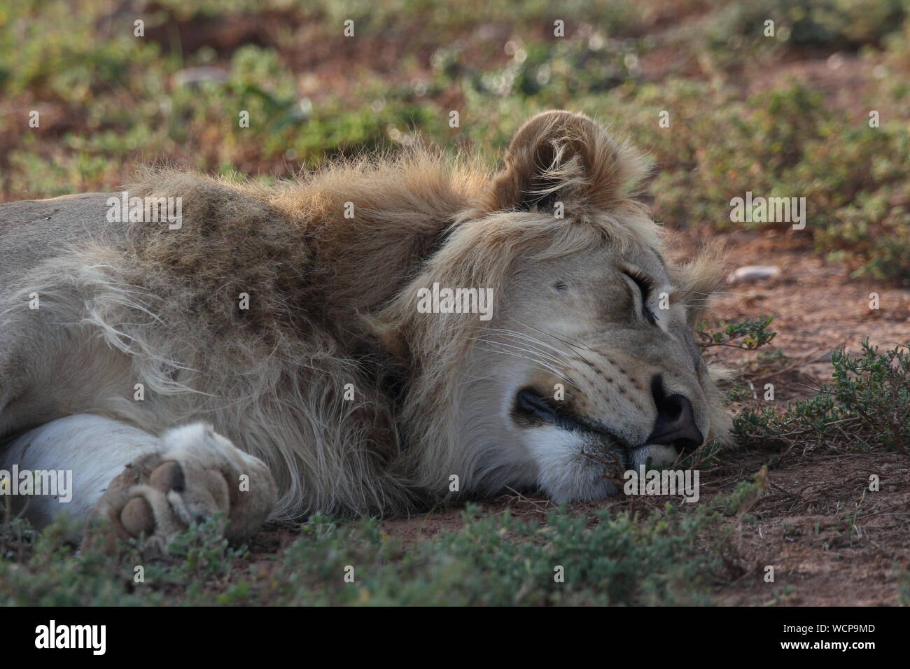 Lion endormi, l'Addo Elephant National Park, Eastern Cape, Afrique du Sud Banque D'Images