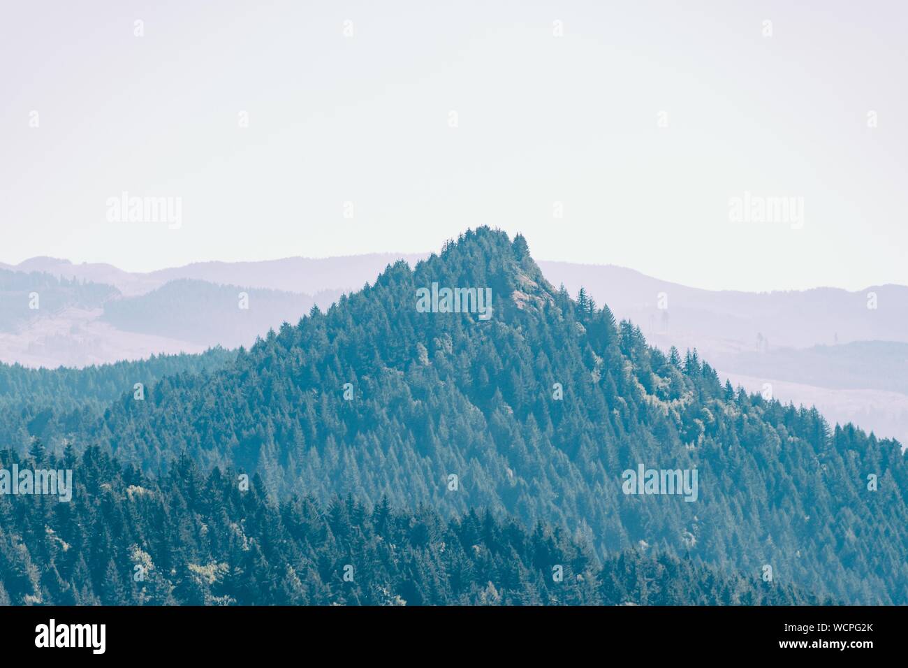 Gros plan d'une montagne couverte d'arbres Banque D'Images