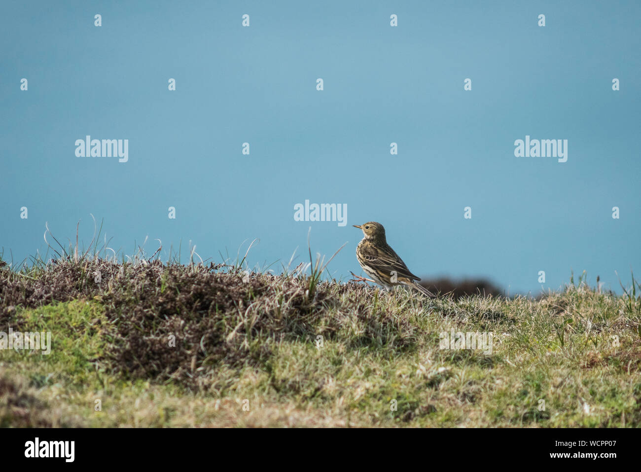 Meadow pipit spioncelle, Lundy Island, sur le bord de la falaise, mer en arrière-plan. Banque D'Images