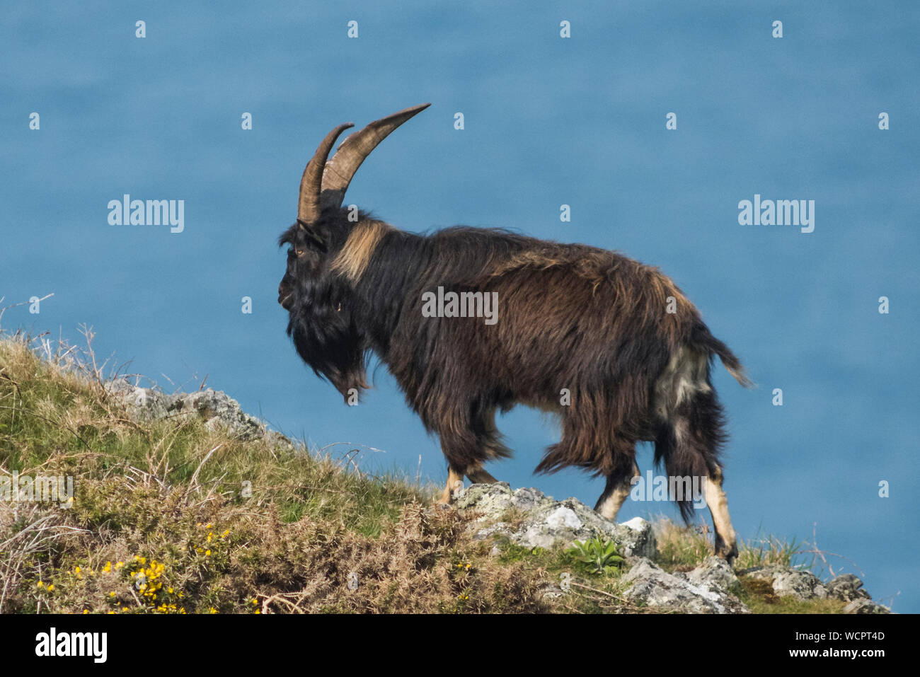 Chèvre férale Lundy Island Banque D'Images