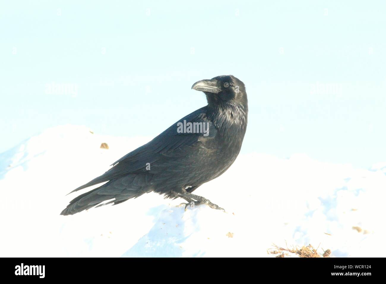 Crow sur la neige contre le ciel Banque D'Images