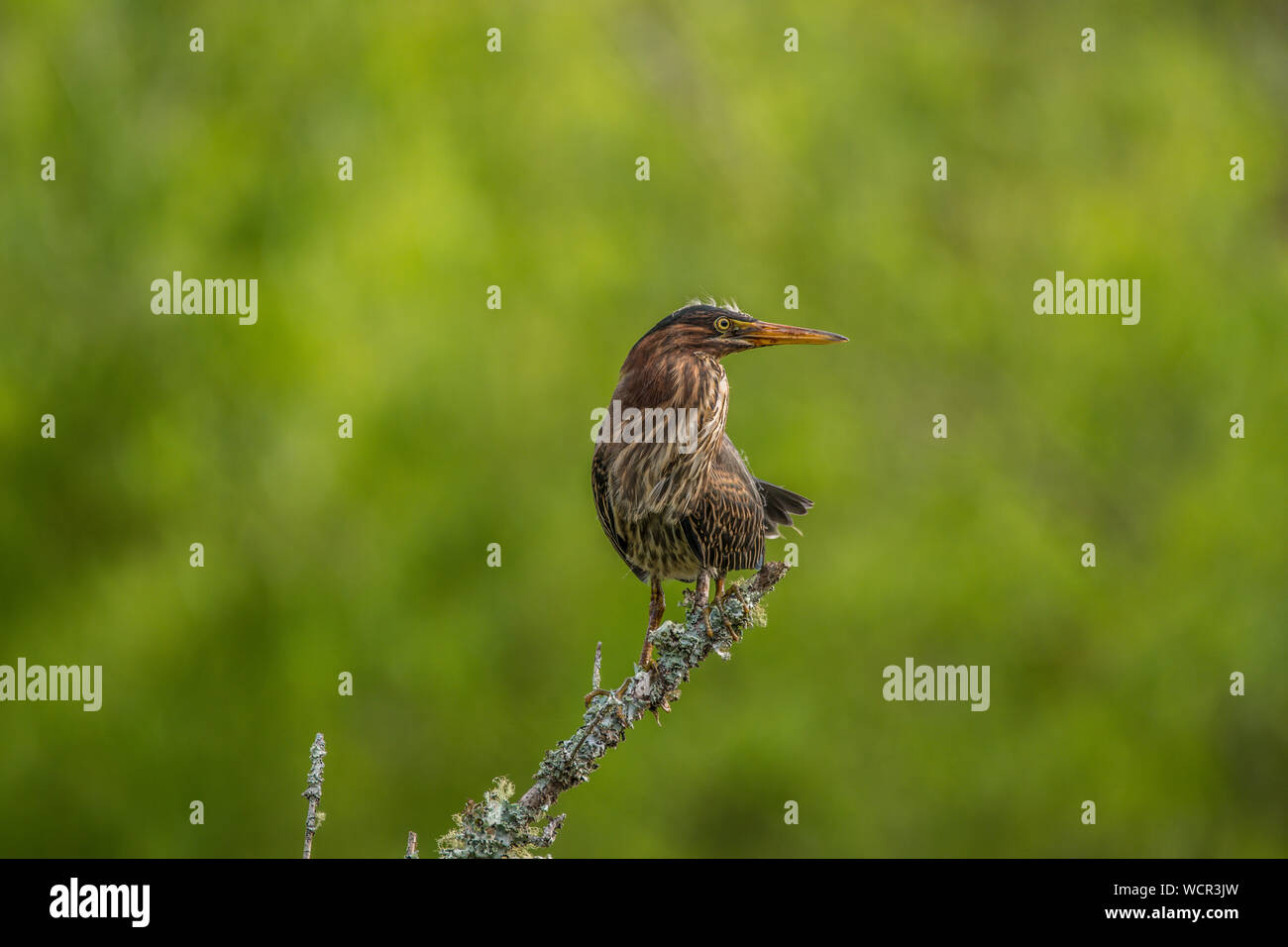 Un jeune héron vert sur une branche à la zone humide avec une végétation luxuriante à l'arrière-plan au début de l'été sur un matin ensoleillé Banque D'Images