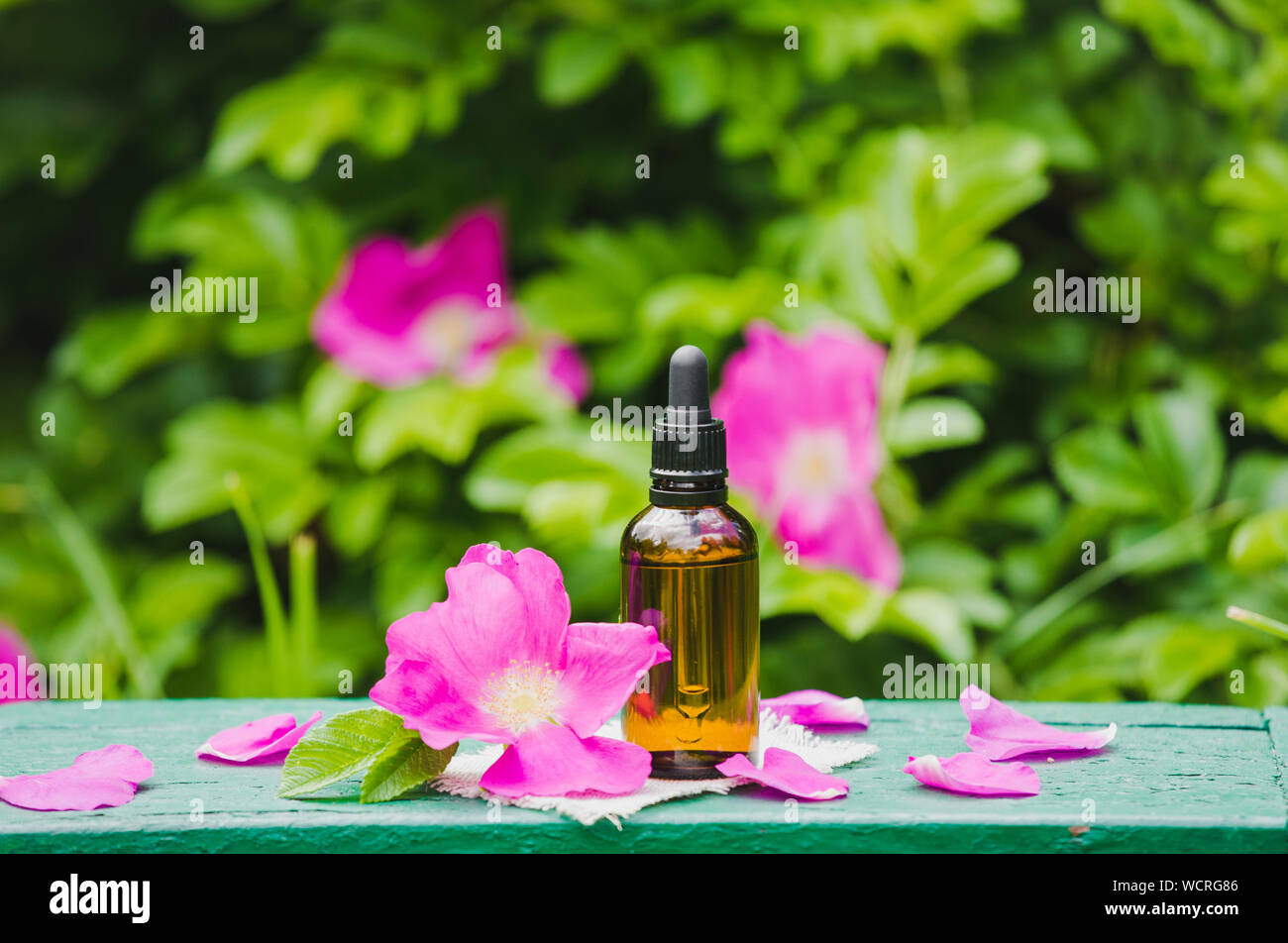 Rose hip( Rosa rugosa, plage rose, rose pétale japonais) huile concept. Flacon compte-gouttes brun avec des pétales de rose musquée rose foncé et en verre clair j Banque D'Images