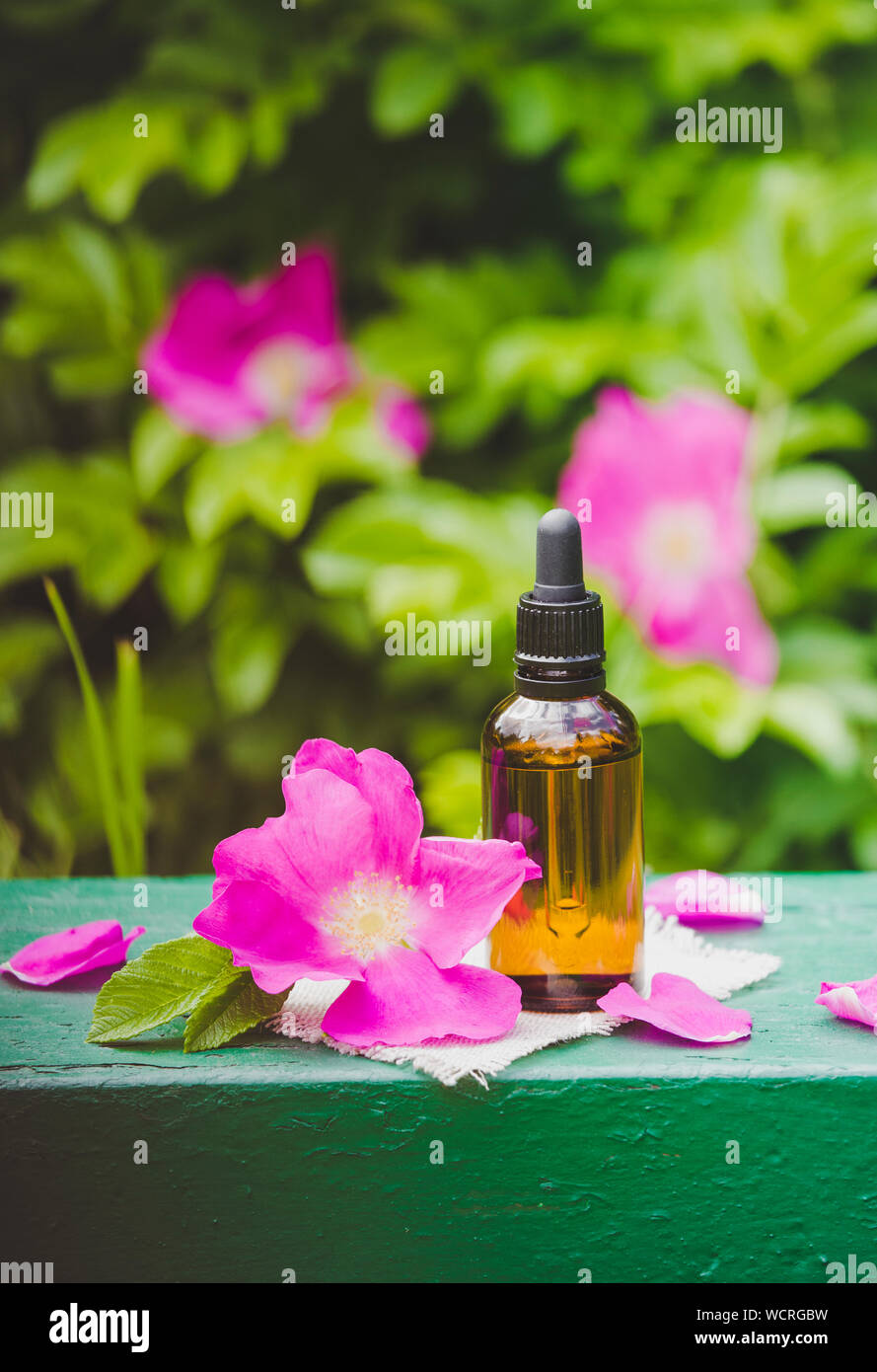 Rose hip( Rosa rugosa, plage rose, rose pétale japonais) huile concept. Flacon compte-gouttes brun avec des pétales de rose musquée rose foncé et en verre clair j Banque D'Images