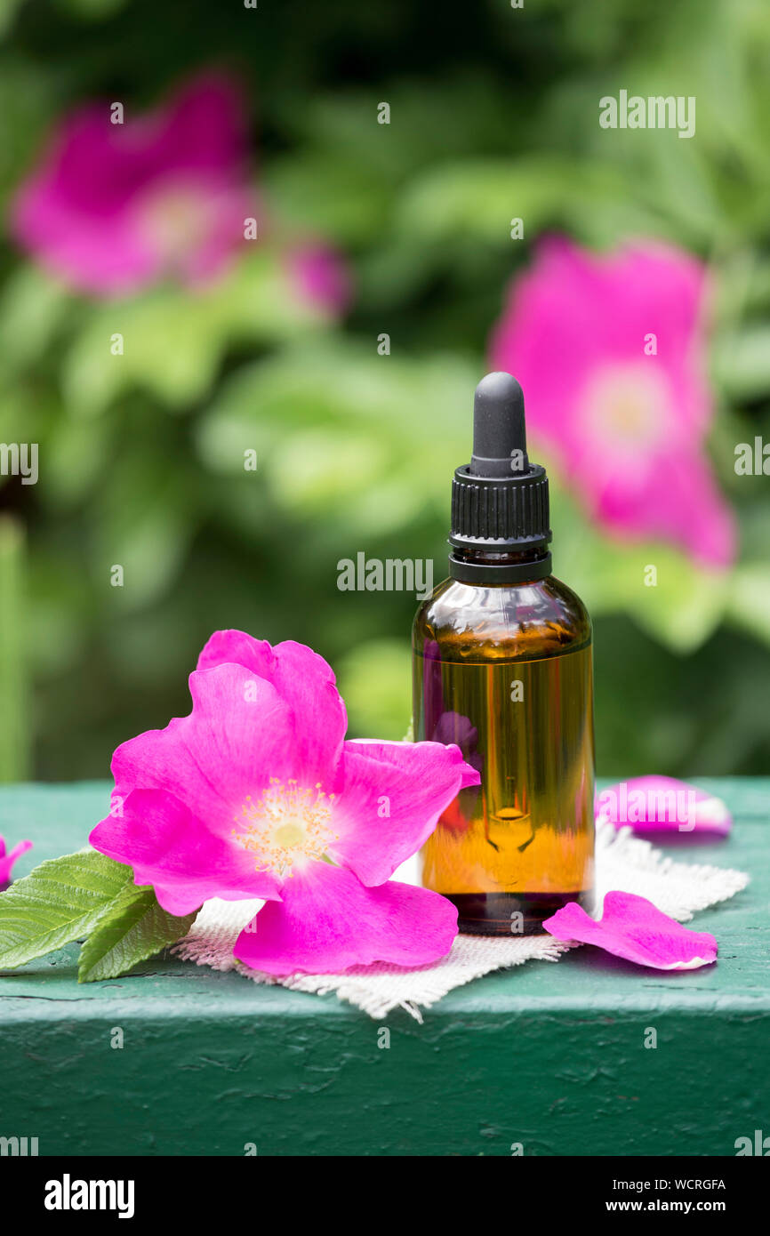 Rose hip( Rosa rugosa, plage rose, rose pétale japonais) huile concept. Flacon compte-gouttes brun avec des pétales de rose musquée rose foncé et en verre clair j Banque D'Images