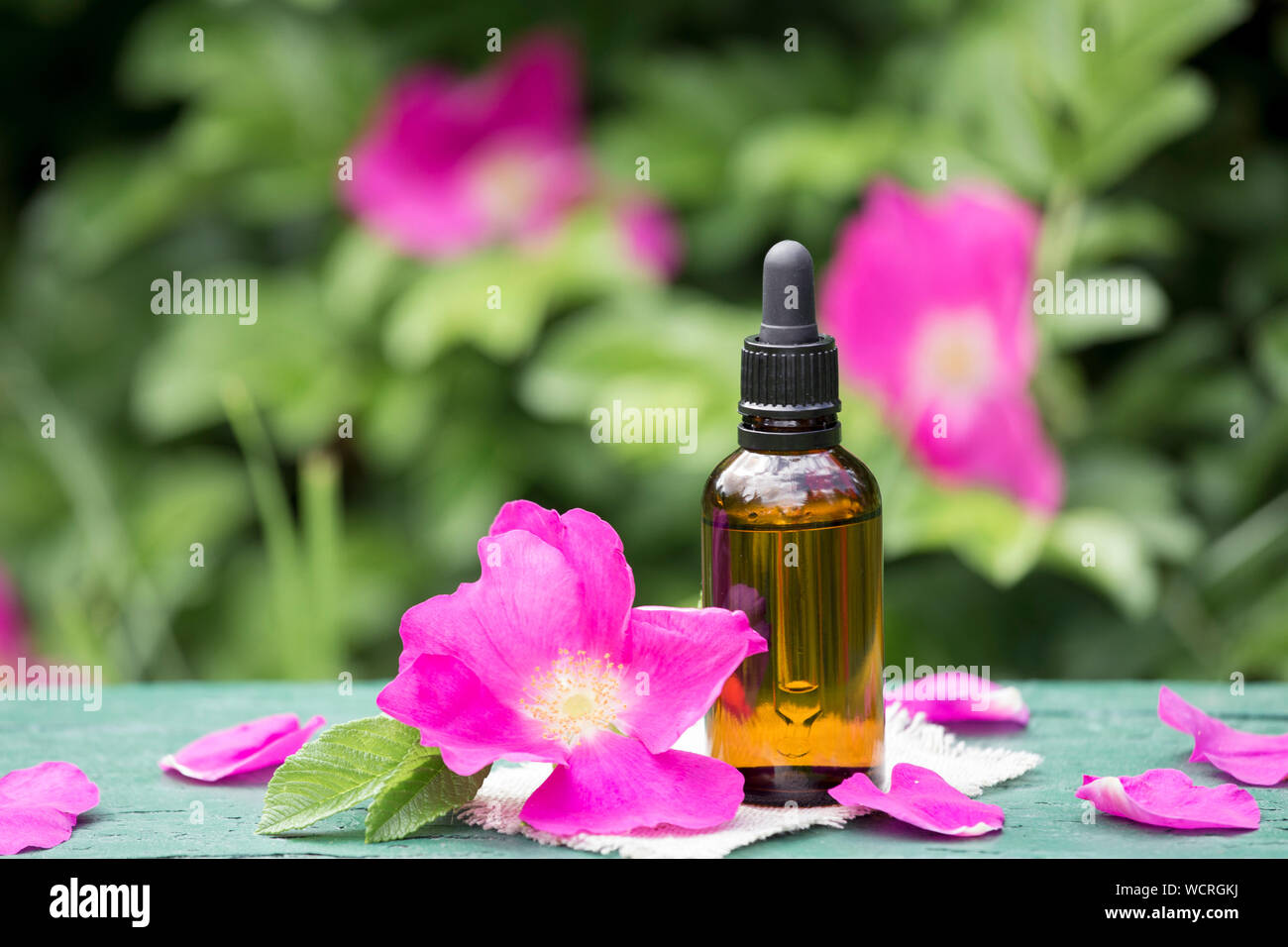 Rose hip( Rosa rugosa, plage rose, rose pétale japonais) huile concept. Flacon compte-gouttes brun avec des pétales de rose musquée rose foncé et en verre clair j Banque D'Images