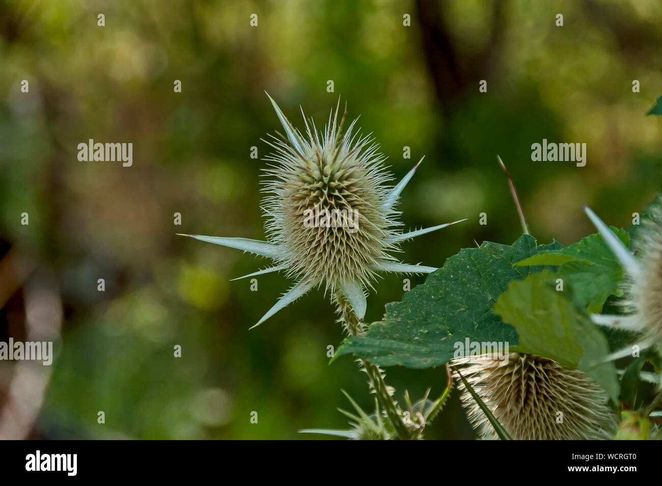 Cardère sauvage, chardon sauvage ou Dipsacus fullonum, une espèce de plante d'Eurasie, Sredna Gora, Bulgarie Banque D'Images