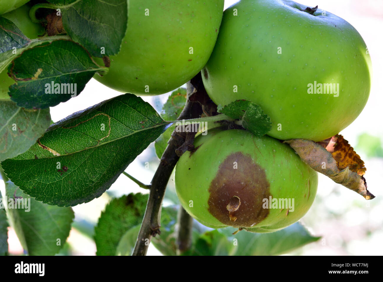 De plus en plus de pommes dans l'arbre avec deux bonnes et un embarras avec carpocapse Banque D'Images