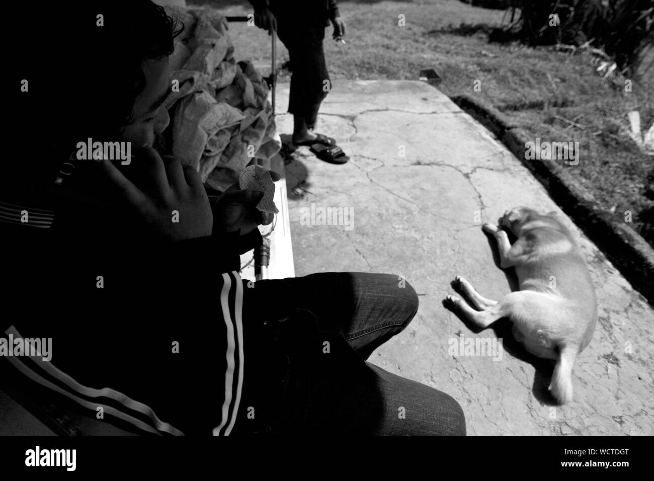 Plantation de thé Bharat, Cameron Highlands, Malaisie : Homan calembour de l'âge de 22 ans est de Macd jilla, Bhakimli Dhawlagiri, au Népal.Il a été à l'emploi de thé Bharat pendant environ 6 mois. Dans la première moitié de la journée, il travaille sur le terrain, couper toutes les plantes indésirables et la deuxième moitié il conduit le tracteur. Il gagne environ 1500-1600 $/mois. Il n'a pas de couverture santé. Il a payé la main-d'oeuvre à Katmandou 50 000 NPR pour obtenir cet emploi. Envoyé de l'argent Accueil deux fois en 2 mois. 850 $ la première fois et 500 $ la deuxième fois 'Dici dukh garera paisa teti paude naa' (ils vous font la planche sur le terrain et har Banque D'Images