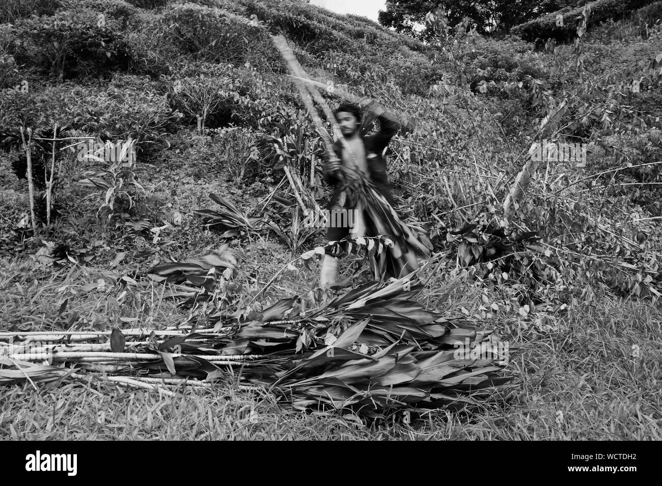 Plantation de thé Bharat, Cameron Highlands, Malaisie : Homan calembour de l'âge de 22 ans est de Macd jilla, Bhakimli Dhawlagiri, au Népal.Il a été à l'emploi de thé Bharat pendant environ 6 mois. Dans la première moitié de la journée, il travaille sur le terrain, couper toutes les plantes indésirables et la deuxième moitié il conduit le tracteur. Il gagne environ 1500-1600 $/mois. Il n'a pas de couverture santé. Il a payé la main-d'oeuvre à Katmandou 50 000 NPR pour obtenir cet emploi. Envoyé de l'argent Accueil deux fois en 2 mois. 850 $ la première fois et 500 $ la deuxième fois 'Dici dukh garera paisa teti paude naa' (ils vous font la planche sur le terrain et har Banque D'Images
