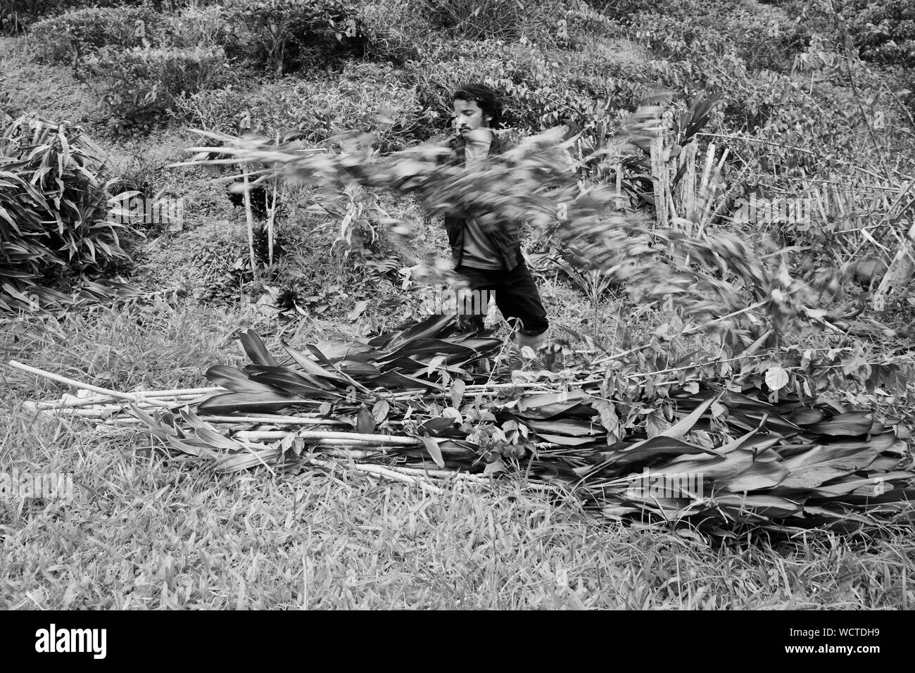 Plantation de thé Bharat, Cameron Highlands, Malaisie : Homan calembour de l'âge de 22 ans est de Macd jilla, Bhakimli Dhawlagiri, au Népal.Il a été à l'emploi de thé Bharat pendant environ 6 mois. Dans la première moitié de la journée, il travaille sur le terrain, couper toutes les plantes indésirables et la deuxième moitié il conduit le tracteur. Il gagne environ 1500-1600 $/mois. Il n'a pas de couverture santé. Il a payé la main-d'oeuvre à Katmandou 50 000 NPR pour obtenir cet emploi. Envoyé de l'argent Accueil deux fois en 2 mois. 850 $ la première fois et 500 $ la deuxième fois 'Dici dukh garera paisa teti paude naa' (ils vous font la planche sur le terrain et har Banque D'Images