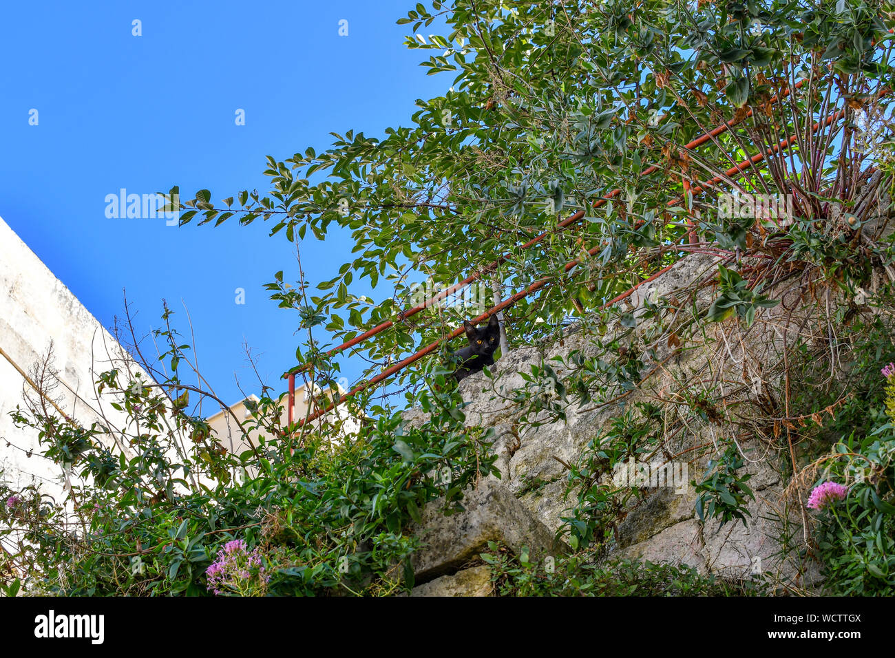 Un chaton noir avec des yeux jaunes regarde vers le bas à partir de la saillie entourée de fleurs et plantes dans la ville médiévale de Matera, Italie Banque D'Images