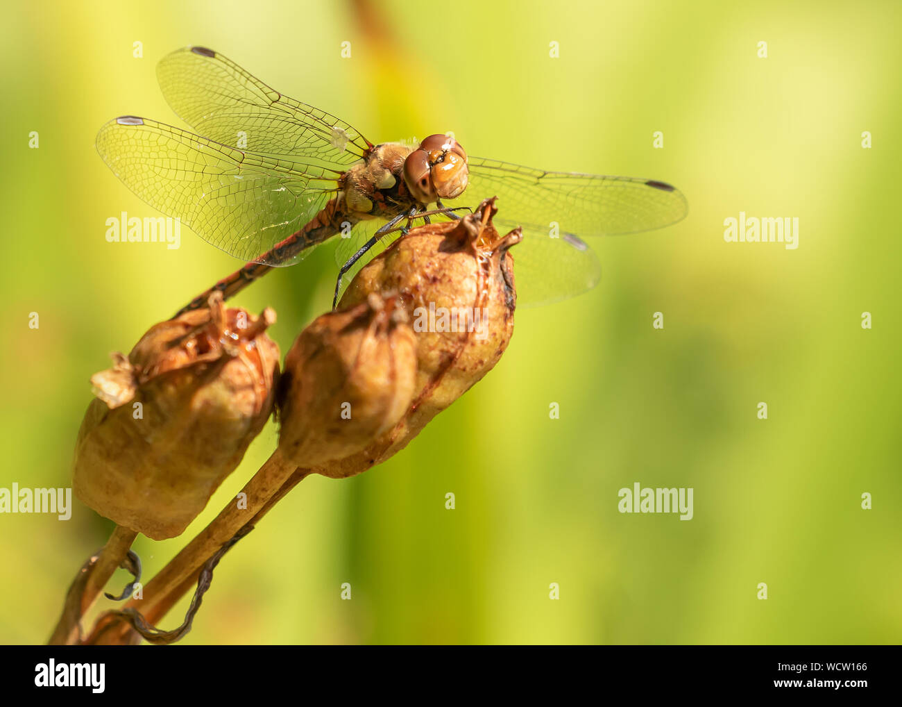 La libellule assis sur une gousse au-dessus d'un étang Banque D'Images