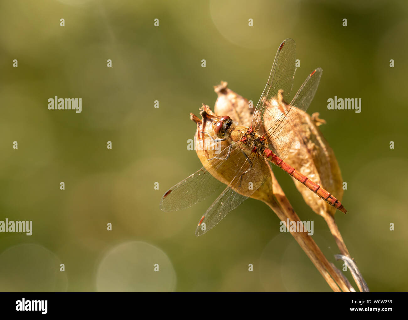 La libellule assis sur une gousse au-dessus d'un étang Banque D'Images