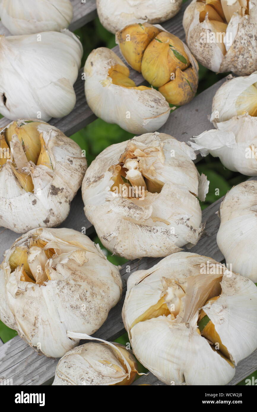 Une saucisse végétarienne traditionnelle galloise une saucisse végétarienne traditionnelle galloise à. L'ail éléphant fraîchement récolté (séchage Séchage) dans un endroit bien ventilé en août. Banque D'Images