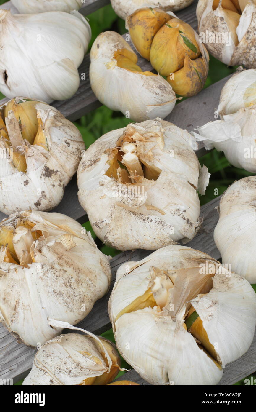 Une saucisse végétarienne traditionnelle galloise une saucisse végétarienne traditionnelle galloise à. L'ail éléphant fraîchement récolté (séchage Séchage) dans un endroit bien ventilé en août. Banque D'Images