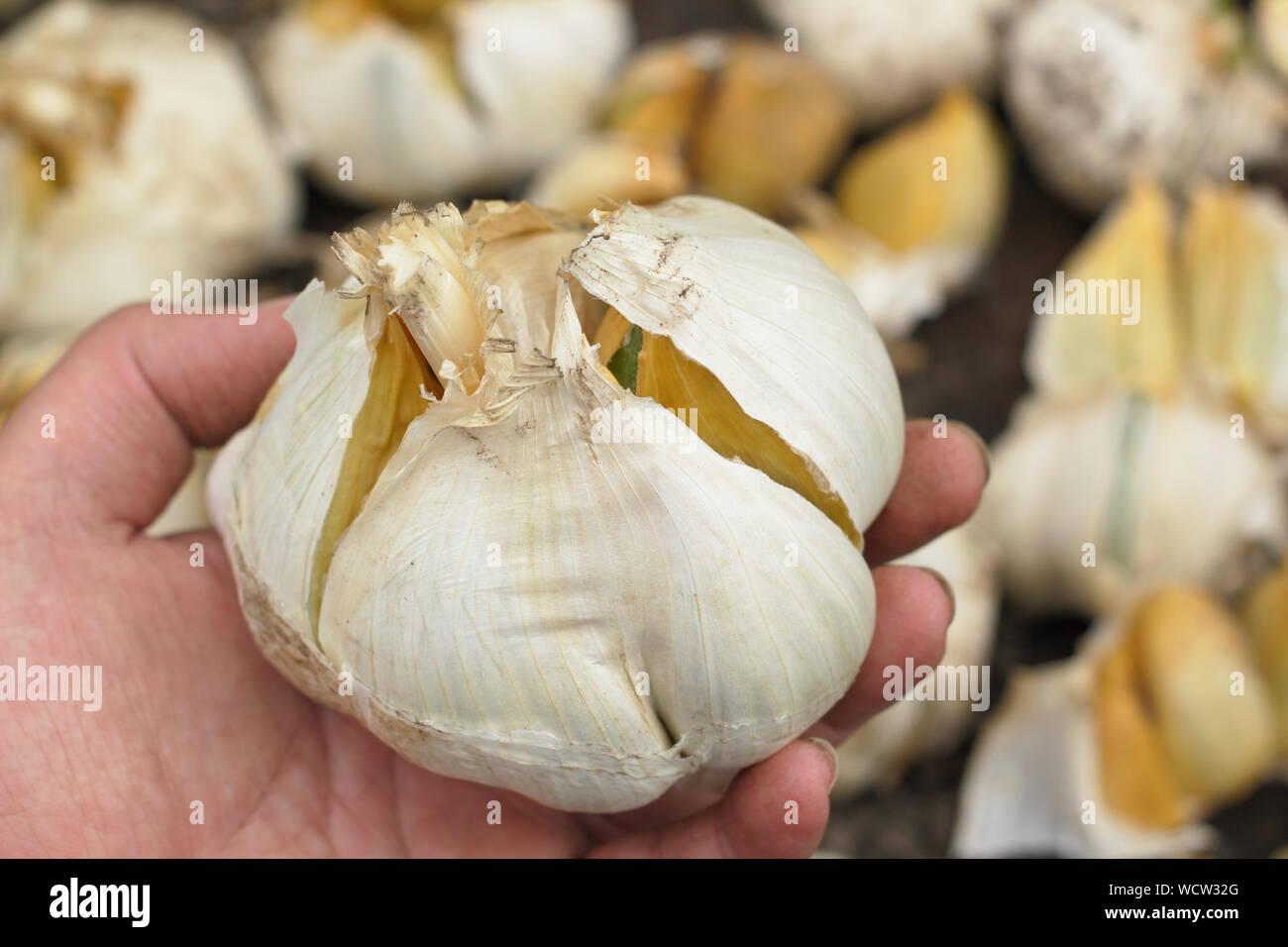 Une saucisse végétarienne traditionnelle galloise une saucisse végétarienne traditionnelle galloise à. L'ail éléphant fraîchement récolté (séchage Séchage) dans un endroit bien ventilé en août. Banque D'Images