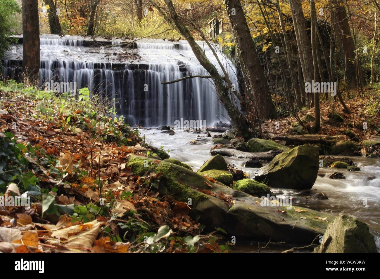 Vue panoramique de la forêt en cascade Banque D'Images