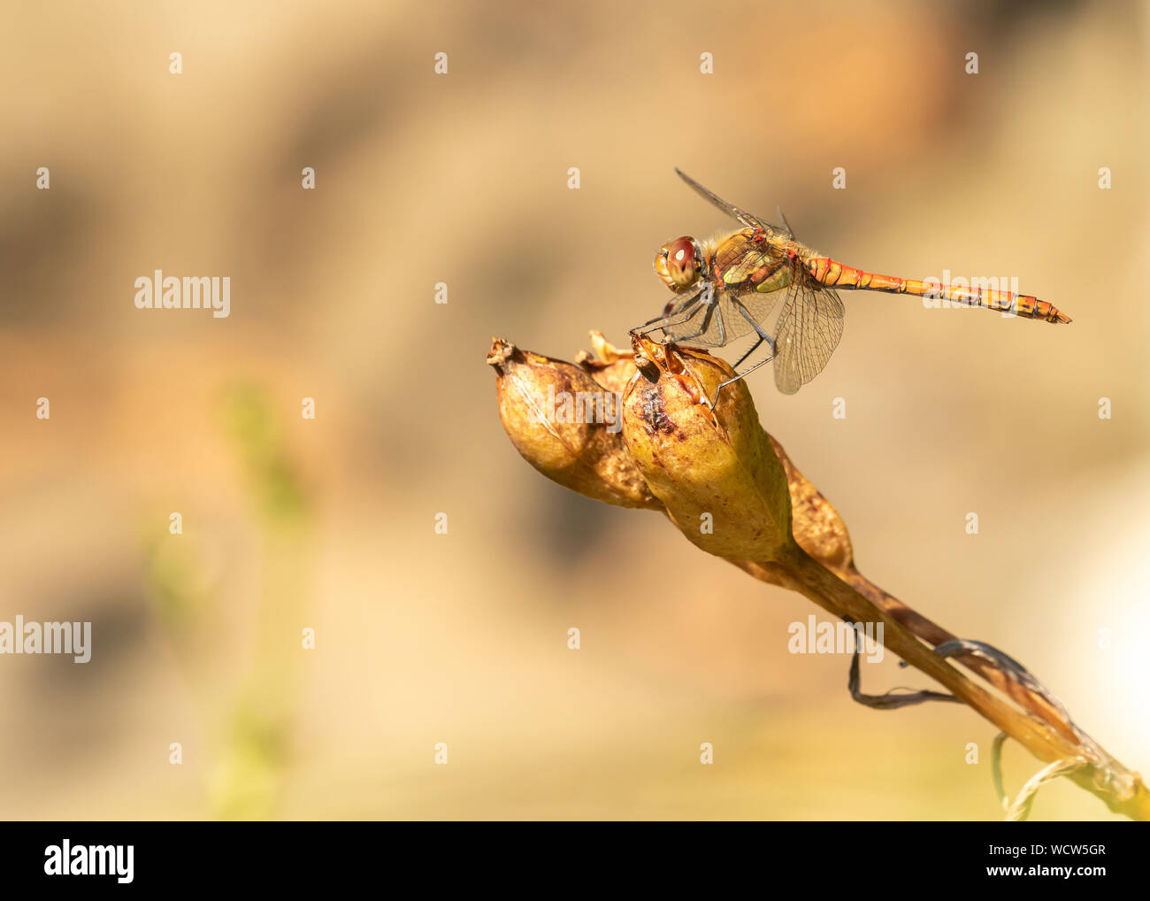 La libellule assis sur une gousse au-dessus d'un étang Banque D'Images
