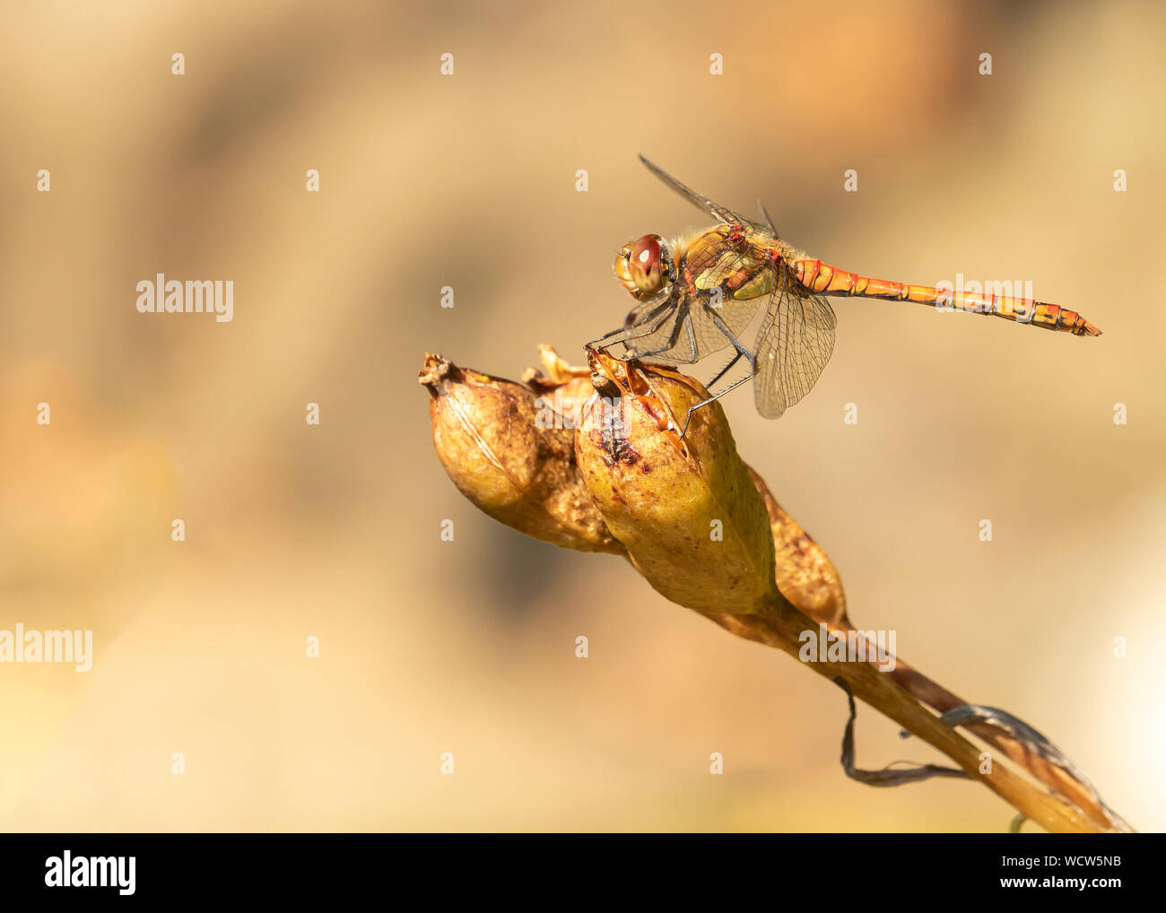 La libellule assis sur une gousse au-dessus d'un étang Banque D'Images