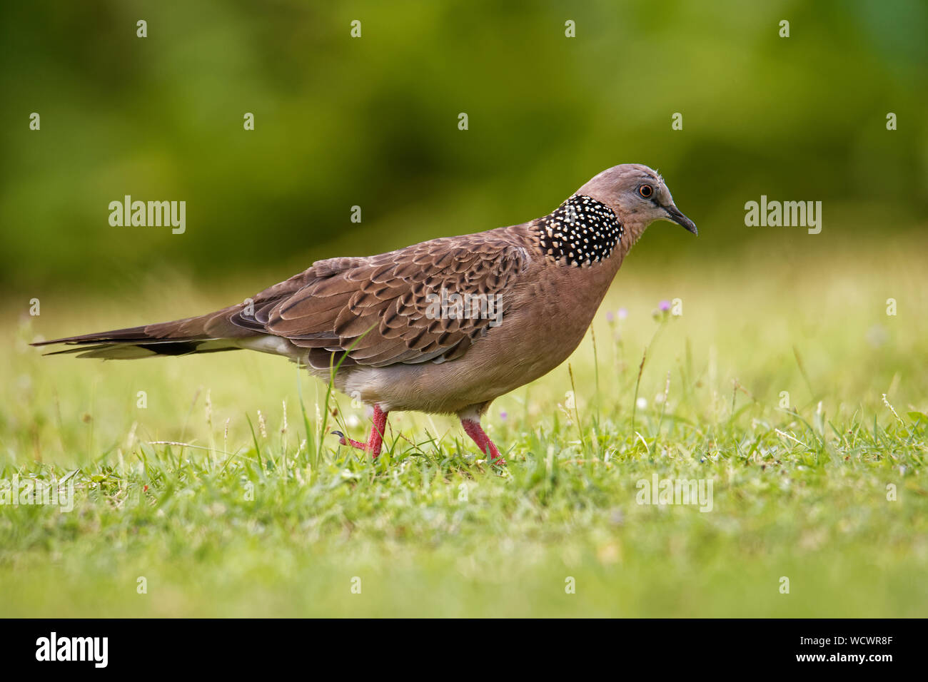 Spotted Dove - Spilopelia chinensis (Streptopelia ) petit pigeon à queue longue, également connu sous le nom de mountain dove, Pearl, tourterelle tourterelle dentelle ou spo Banque D'Images