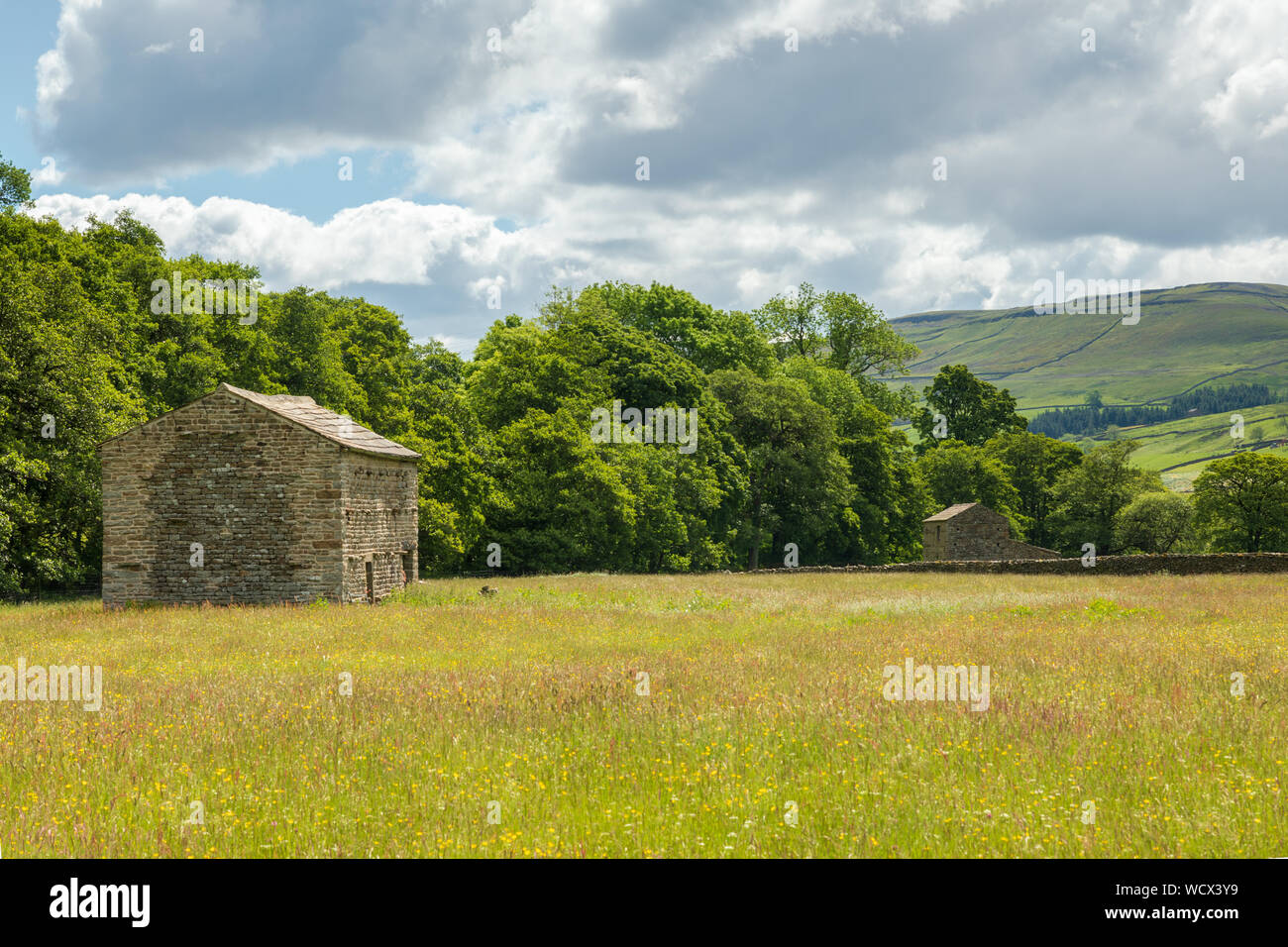 Domaine grange près de Muker dans l'Muker Meadows dans Swaledale. La grange en pierre est entouré de renoncules dans un pré de foin. Banque D'Images