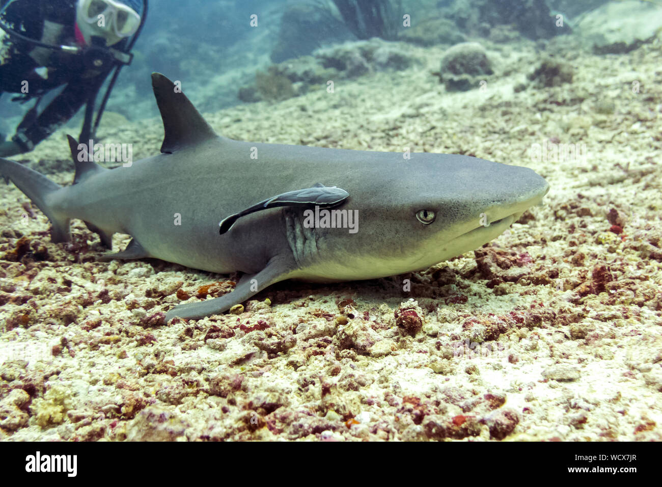 Requin de récif à Bornéo Sipadan Scuba Diver, avec en arrière-plan Banque D'Images