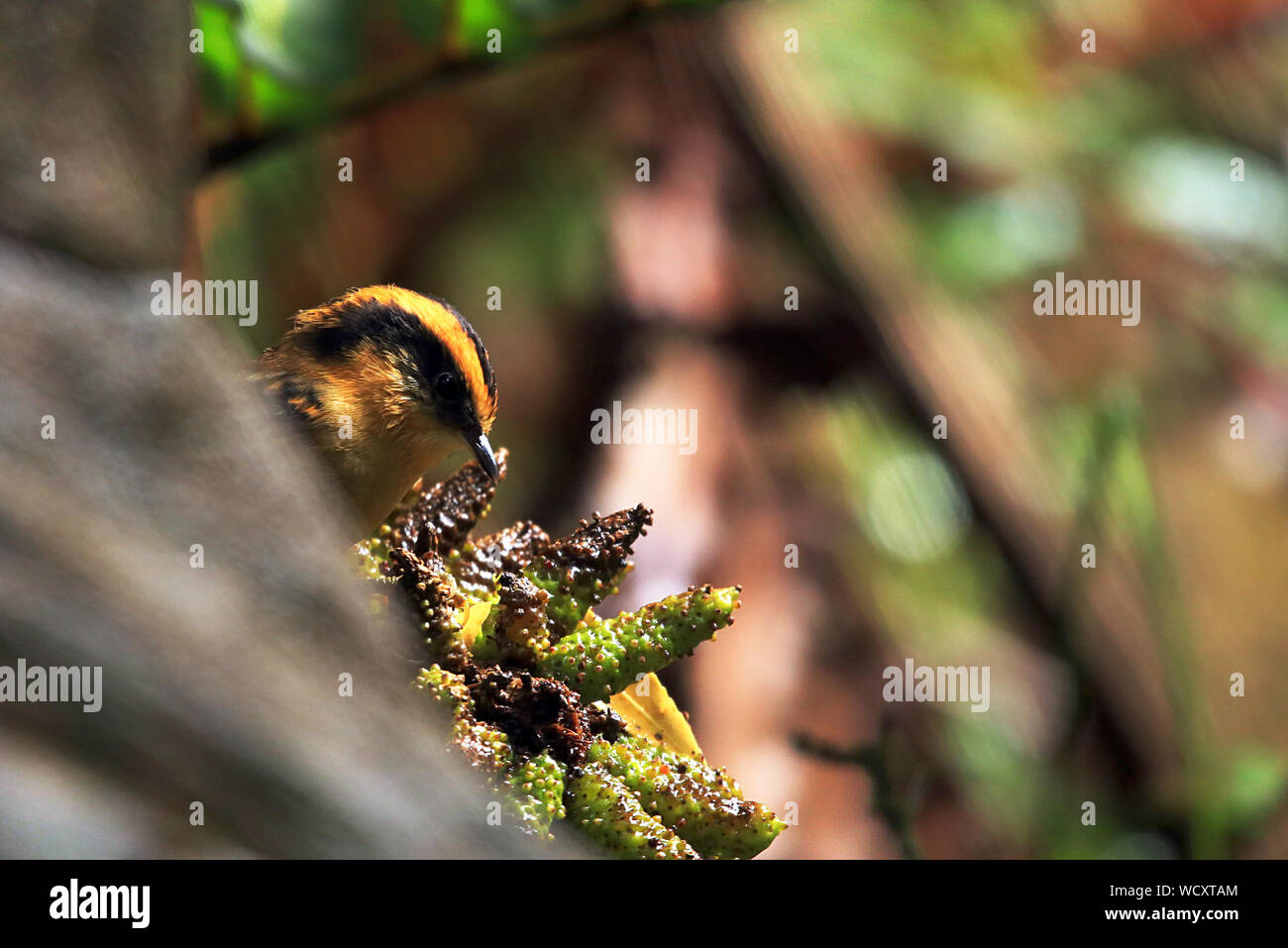 Thorn-tailed Rayadito sur un plant de rhubarbe chilienne dans la forêt tempérée Tepuhueico sur l'île de Chiloé au Chili. Banque D'Images