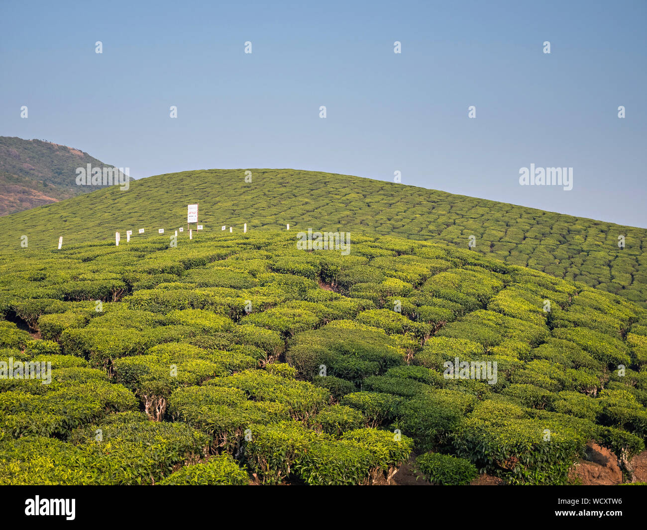 La plantation de thé près de Munnar, District Idukki, Kerala, Inde, Asie Banque D'Images