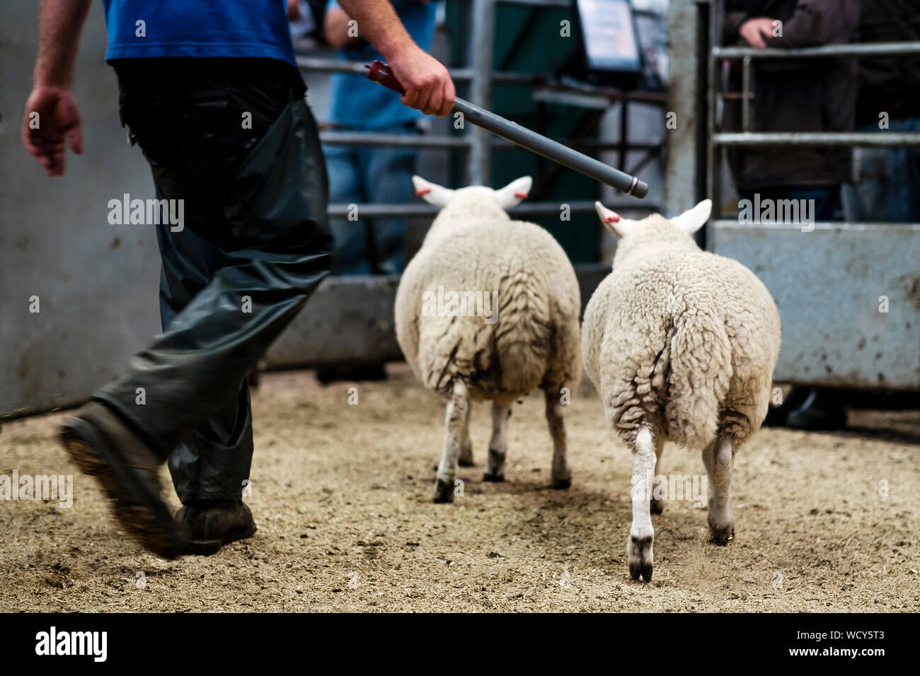 Lecteur de puce holding baguette, troupeaux de moutons dans l'anneau de mise aux enchères sur le marché Banque D'Images