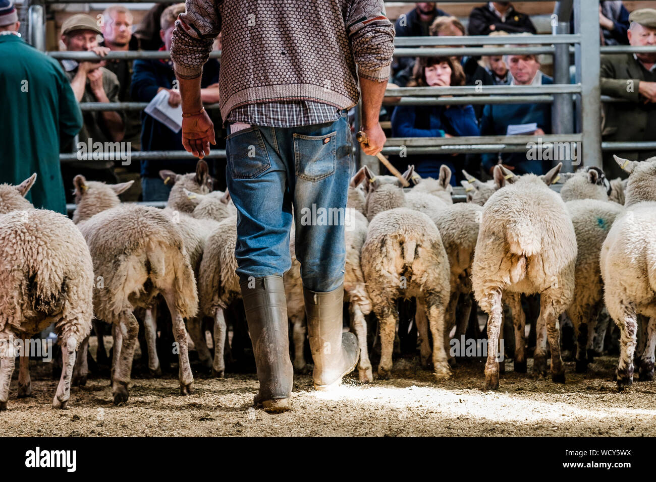 Berger l'homme dans l'anneau de mise aux enchères sur le marché Banque D'Images