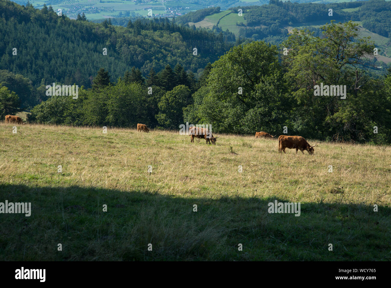 Highland cattle grazing in the sun dans les Monts du Lyonnais Banque D'Images