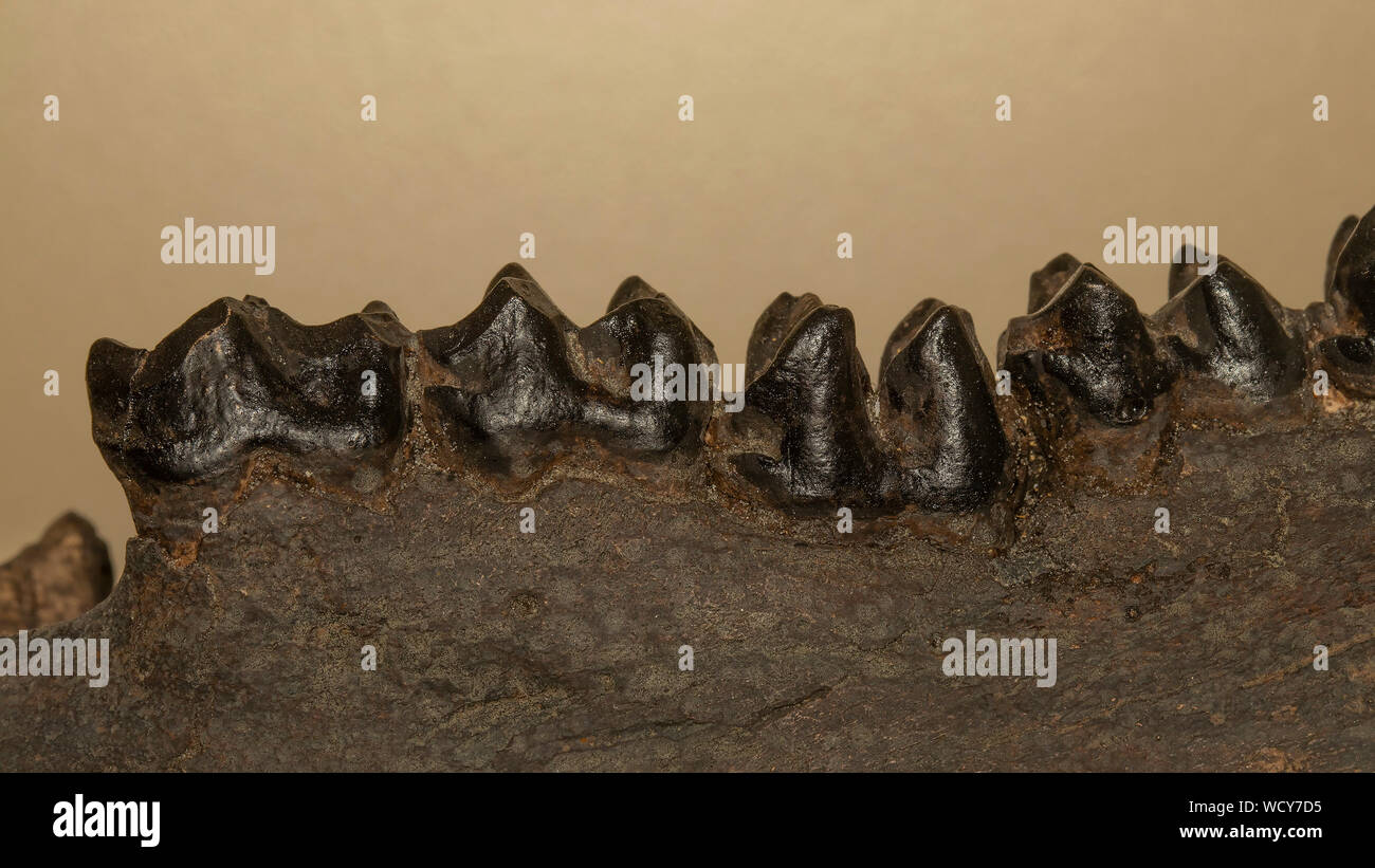 Libre d'un fossile de la mâchoire et des dents, tapir Tapirus veroencis, du Pléistocène, 1,8 millions - il y a 10 000 ans Banque D'Images