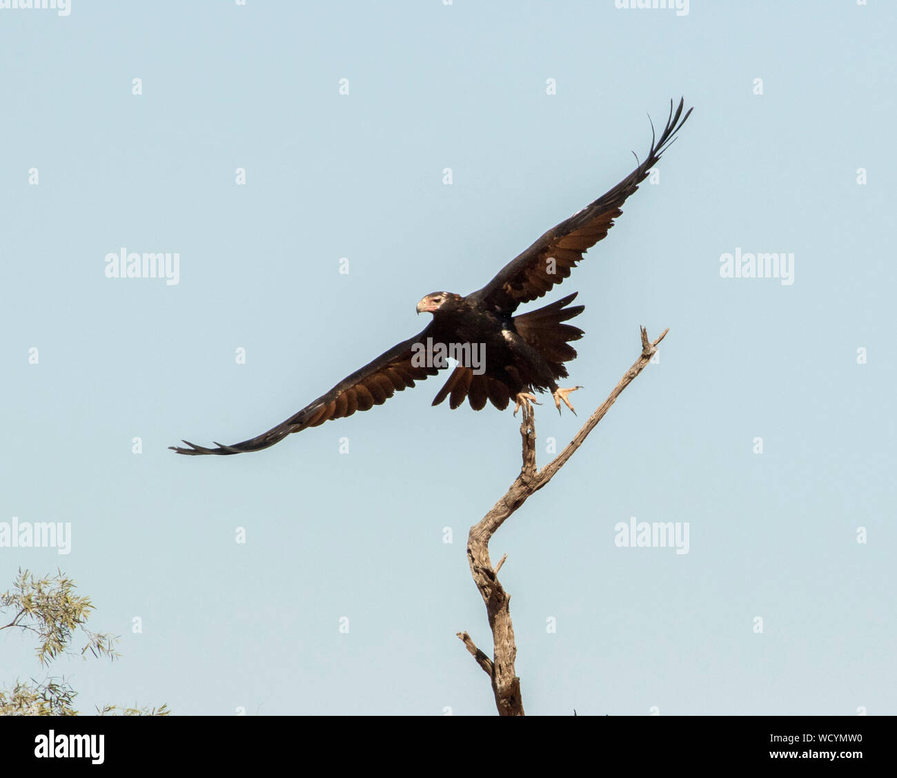Australian aigle australien, Aquila audax, un oiseau de proie, dans la lutte contre de ciel bleu dans l'outback Queensland Banque D'Images