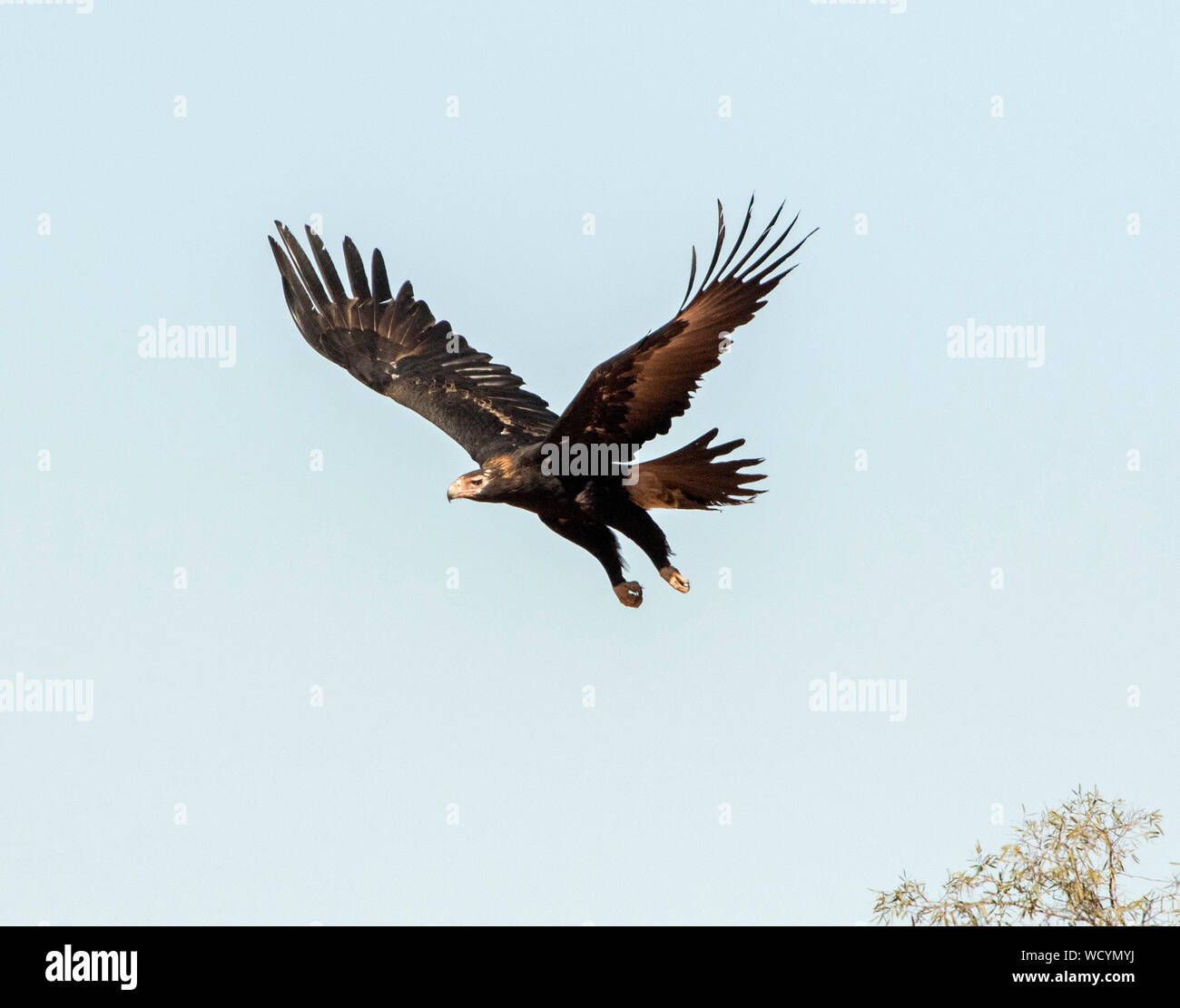 Australian aigle australien, Aquila audax, un oiseau de proie, dans la lutte contre de ciel bleu dans l'outback Queensland Banque D'Images