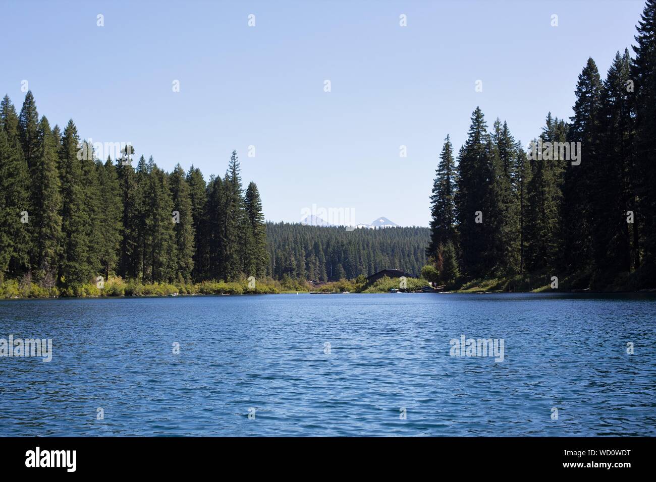 Clear Lake dans le comté de Linn, Oregon, USA. Banque D'Images