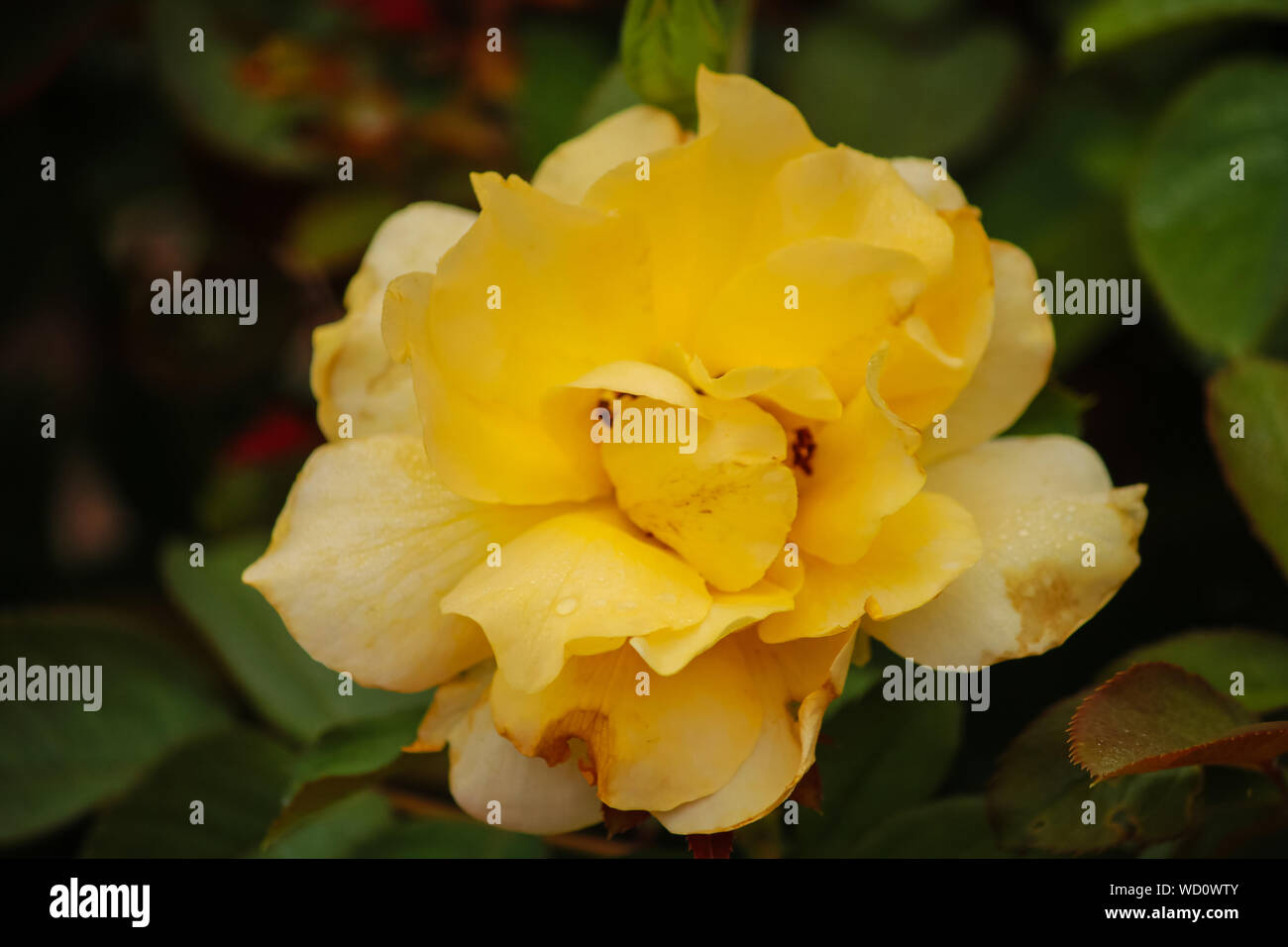Rosa 'parfum' (Miel Miel Rose 'parfum') Banque D'Images