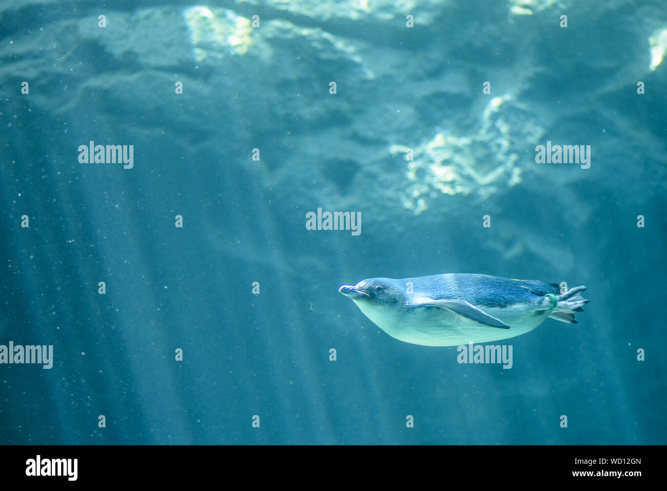 Sous le pingouin de natation dans l'océan de l'eau bleu durant la journée ensoleillée sous de la roche Banque D'Images