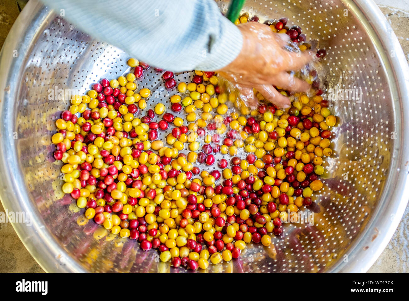 Agriculteur de laver ses jaune et rouge dans la récolte de fruits café biologique la grande crépine à Coroico, Bolivie Banque D'Images