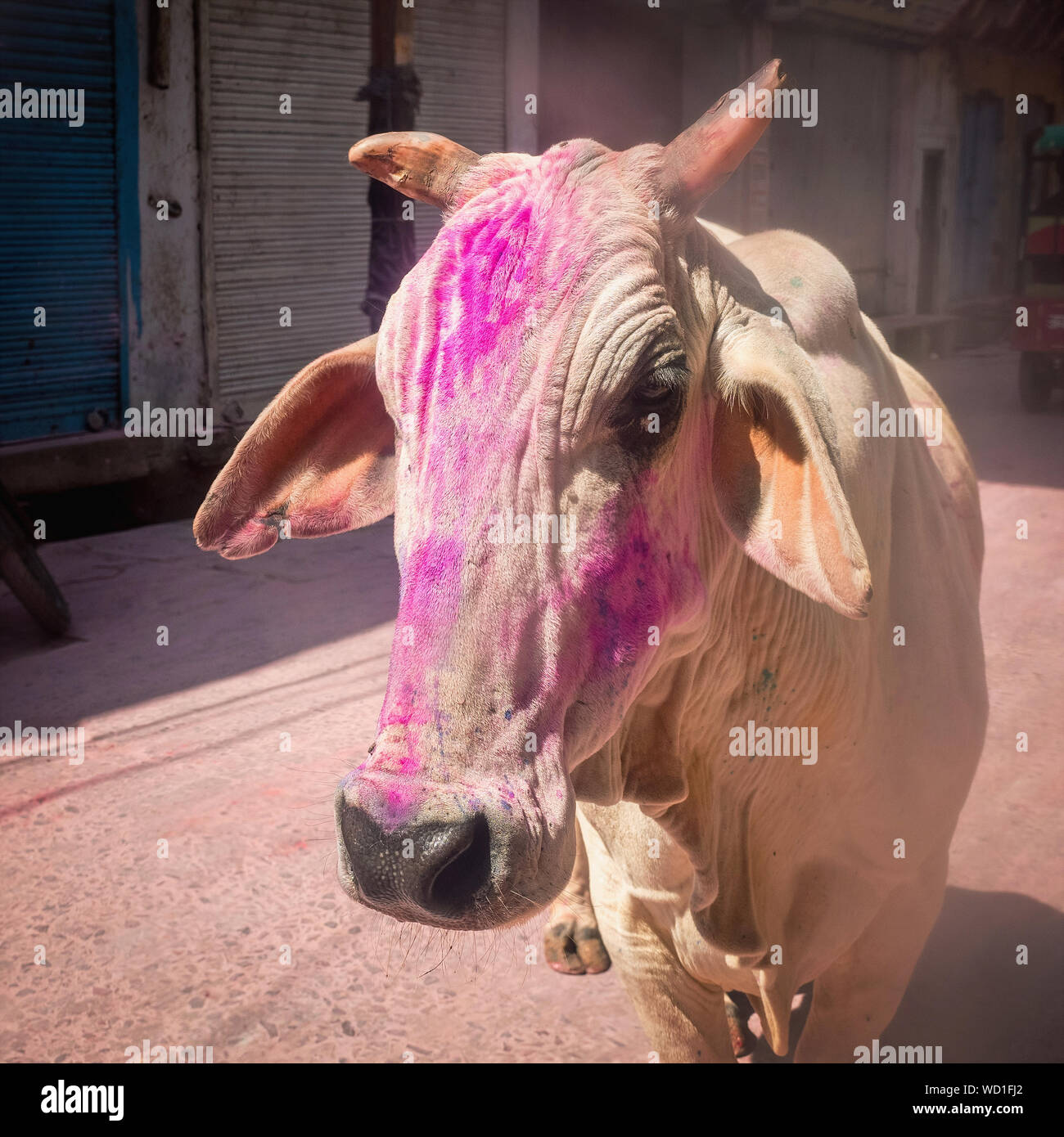 Vache rose peint au Festival Holi, Mathura, Uttar Pradesh, Inde, Asie Banque D'Images