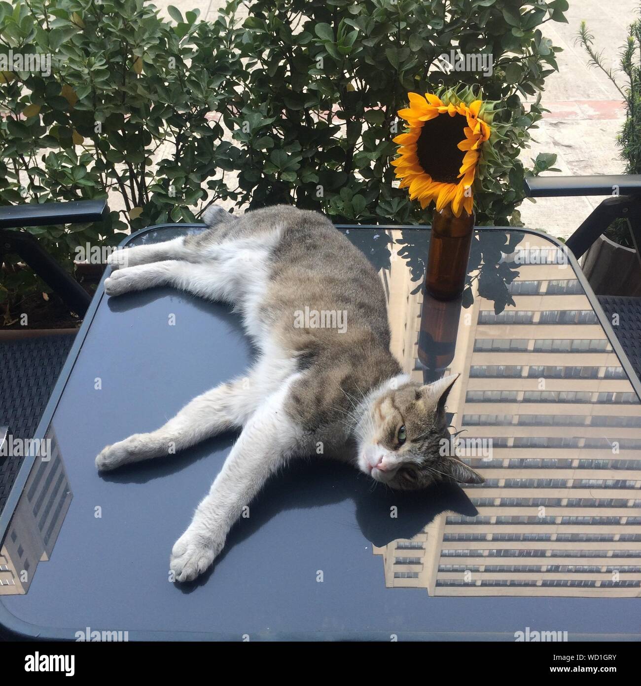 Sunflower Cat Banque De Photographies Et D Images A Haute Resolution Alamy
