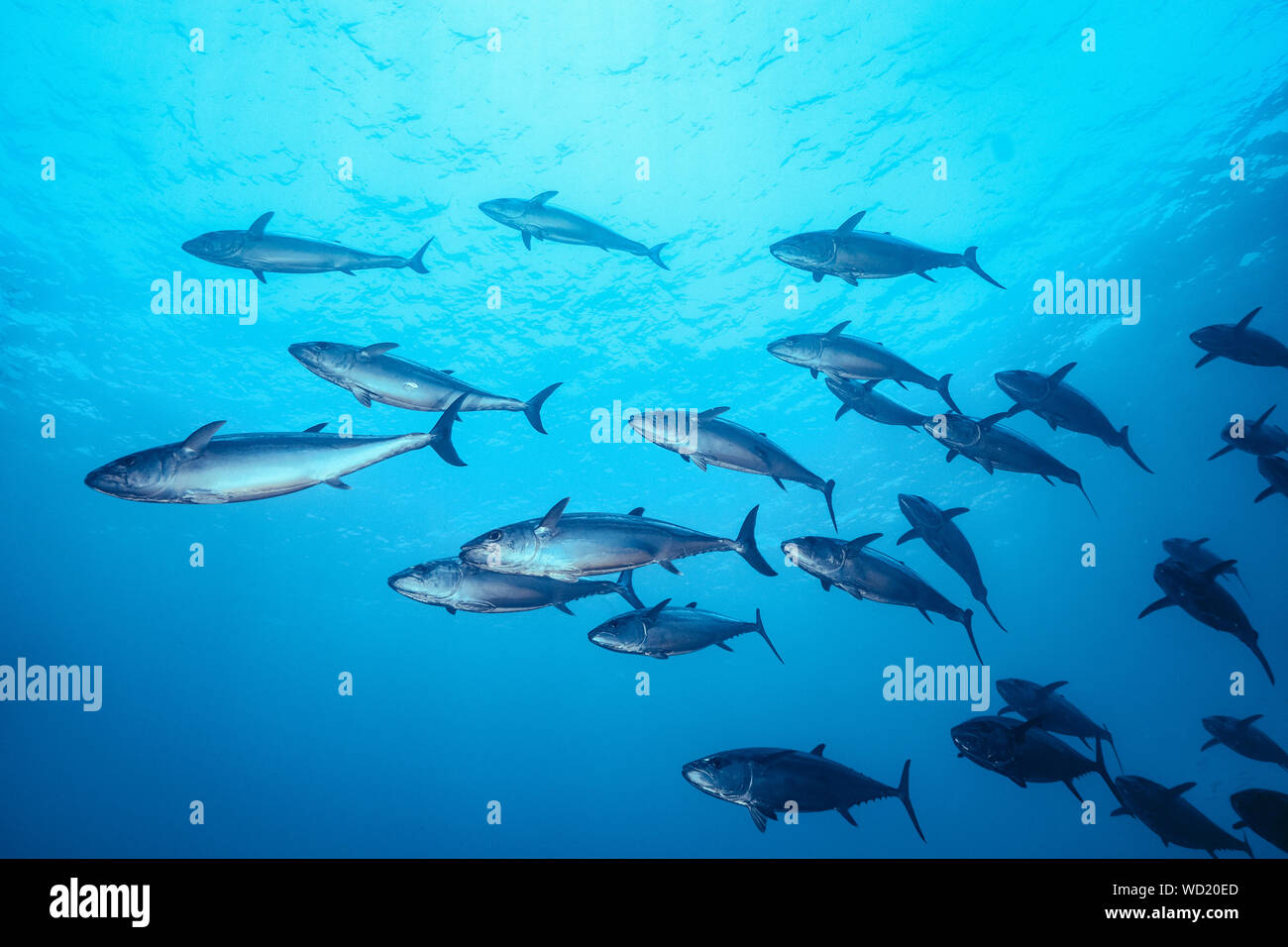 Le thon, Gymnosarda unicolor, Yome-jima, Bonin Islands, les îles d'Ogasawara, Site du patrimoine mondial naturel, Tokyo, Japon, l'Océan Pacifique Banque D'Images