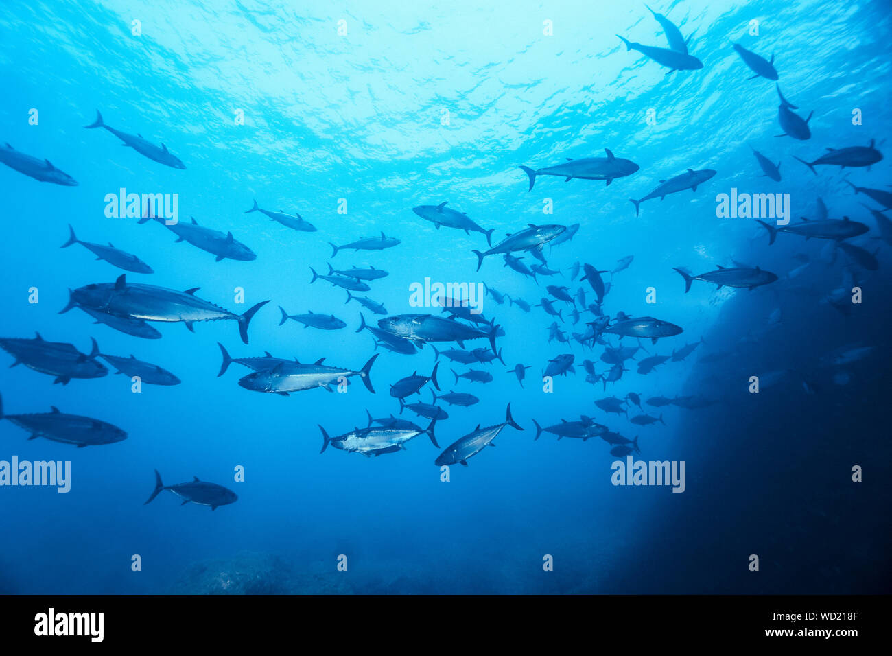 Le thon, Gymnosarda unicolor, Yome-jima, Bonin Islands, les îles d'Ogasawara, Site du patrimoine mondial naturel, Tokyo, Japon, l'Océan Pacifique Banque D'Images