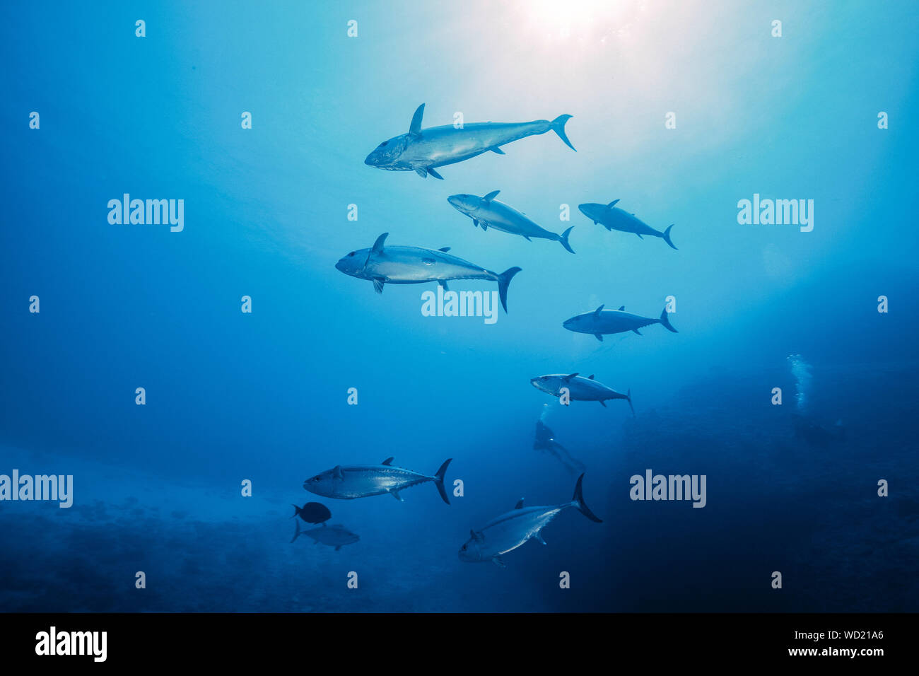 Le thon, Gymnosarda unicolor, Yome-jima, Bonin Islands, les îles d'Ogasawara, Site du patrimoine mondial naturel, Tokyo, Japon, l'Océan Pacifique Banque D'Images