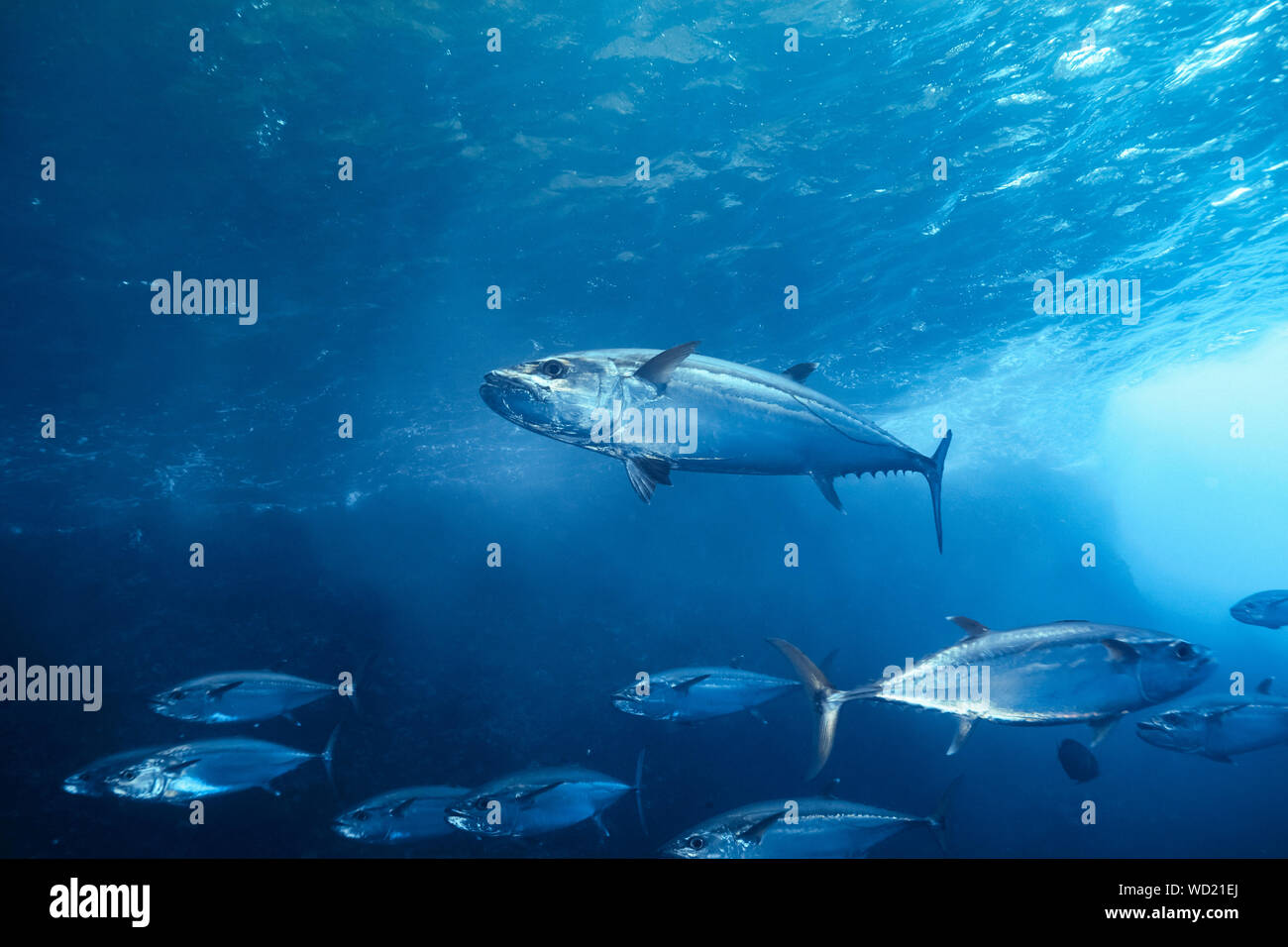 Le thon, Gymnosarda unicolor, Yome-jima, Bonin Islands, les îles d'Ogasawara, Site du patrimoine mondial naturel, Tokyo, Japon, l'Océan Pacifique Banque D'Images