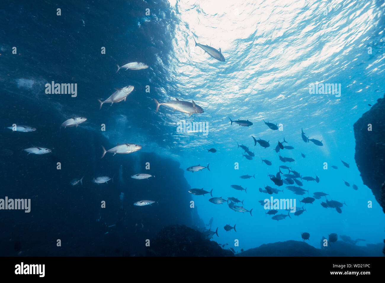 Le thon, Gymnosarda unicolor, Yome-jima, Bonin Islands, les îles d'Ogasawara, Site du patrimoine mondial naturel, Tokyo, Japon, l'Océan Pacifique Banque D'Images