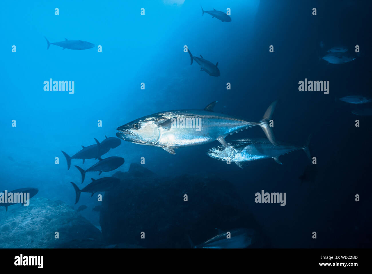 Le thon, Gymnosarda unicolor, Yome-jima, Bonin Islands, les îles d'Ogasawara, Site du patrimoine mondial naturel, Tokyo, Japon, l'Océan Pacifique Banque D'Images